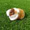 Realistic Guinea Pig Plush Toy Soft Lifelike Hamster Stuffed Animal Gift for Kids