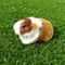 Realistic Guinea Pig Plush Toy Soft Lifelike Hamster Stuffed Animal Gift for Kids