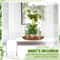 Elegant Glass Cloche Terrarium Dome With Base For Plant Display Case Decor 3
