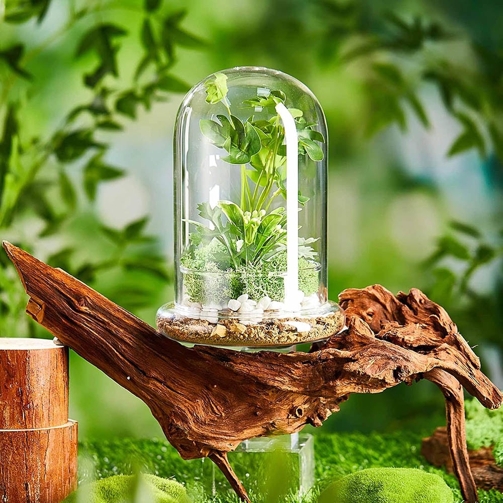 Elegant Glass Cloche Terrarium Dome With Base For Plant Display Case Decor 4