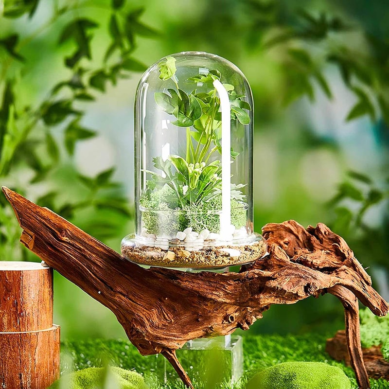 Elegant Glass Cloche Terrarium Dome With Base For Plant Display Case Decor 4