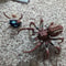 Magical Forbidden Forest Building Set with Spiders & Minifigures Toy