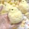 Ultra Soft Chick Squishy Toy Stress Relief Silicone Fidget for Kids & Adults