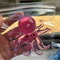Ocean Octopus Fidget Toy Slow Rebound Stress Relief Squishy