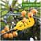 Deep Basket Fruit Picker Tool for Apples, Peaches & Orchard Harvesting