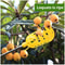 Deep Basket Fruit Picker Tool for Apples, Peaches & Orchard Harvesting