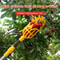 Deep Basket Fruit Picker Tool for Apples, Peaches & Orchard Harvesting