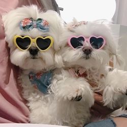 New love pet glasses dog cat cute creative fashion sunglasses decoration