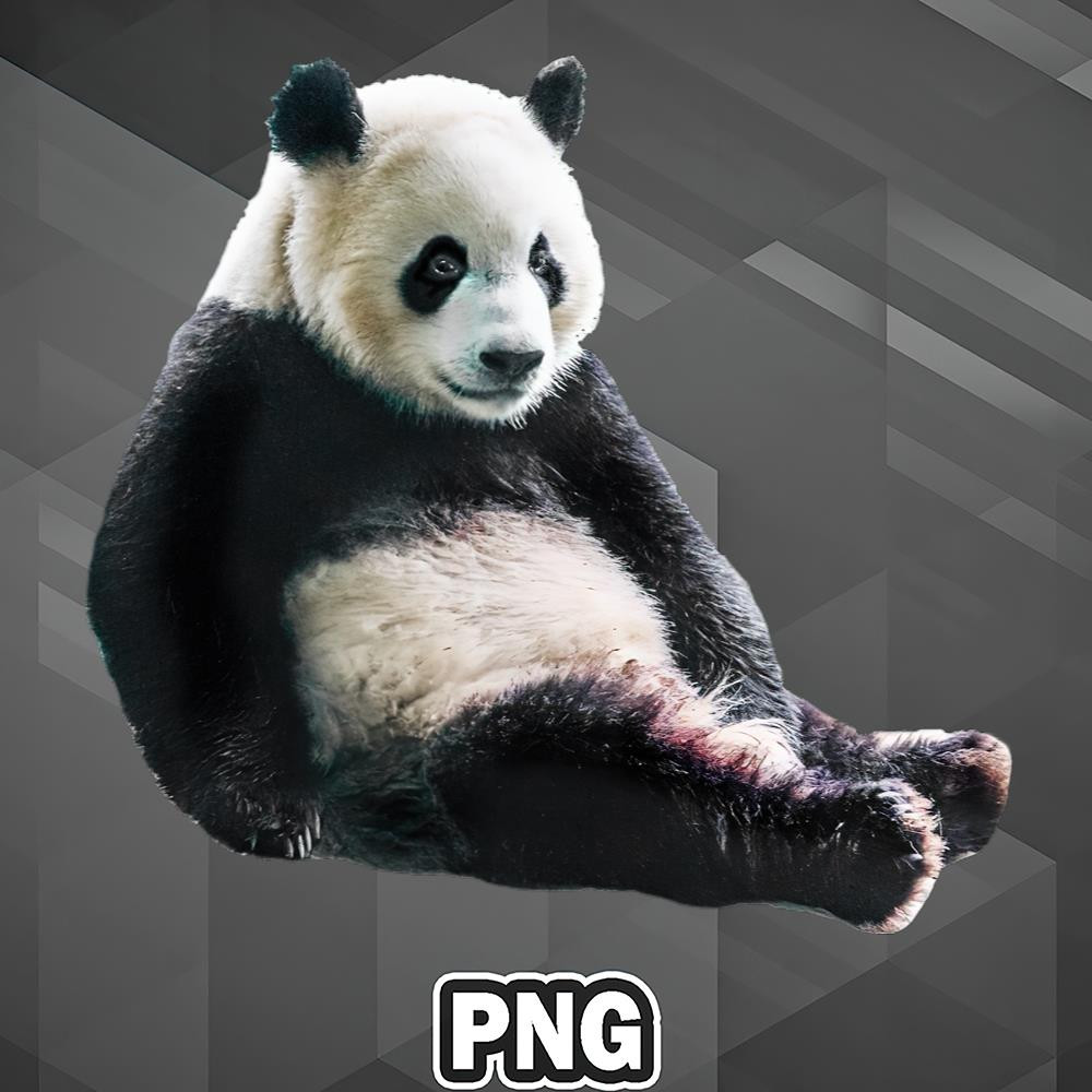 AS1007231309588-Asian PNG Pondering Panda China Asian Cultute Country PNG For Sublimation Print.jpg
