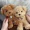 Crochet Pattern Maltipoo Dog 3