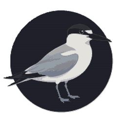 australian tern in black abstract circle - cross stitch pattern pdf - instant download