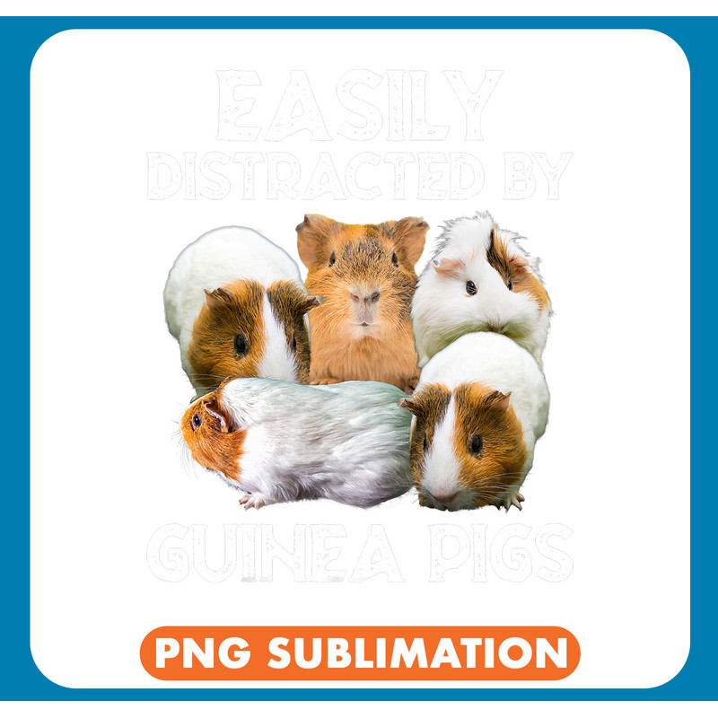 Easily Distracted By Guinea Pigs 9 .jpg
