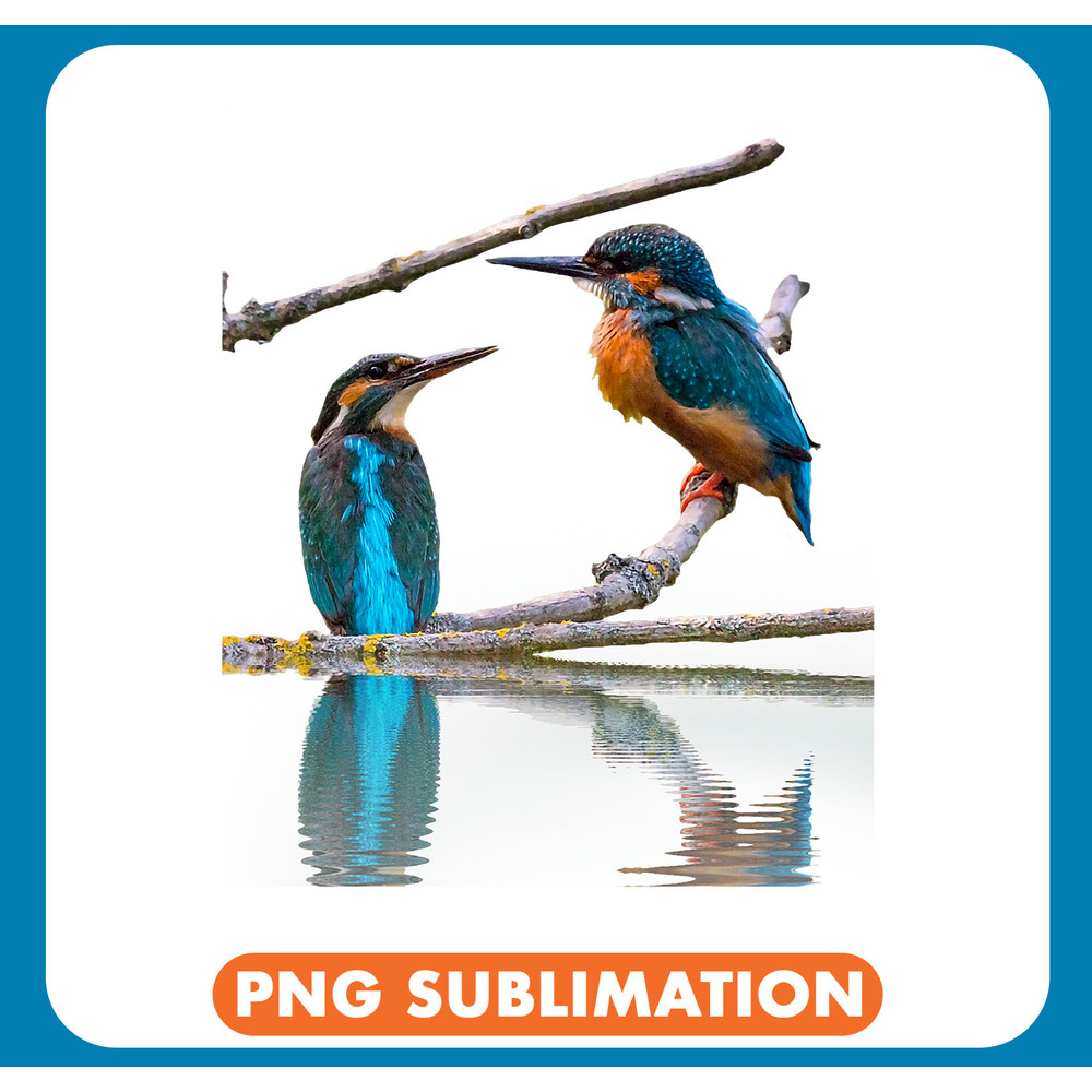 Kingfisher Bird Lover Designs Alcedinidae Kingfisher Birding 22 .jpg