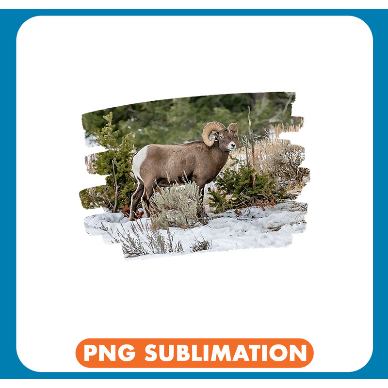 Sheep Lover Bighorn Sheep .jpg
