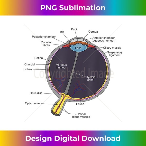 Human Eye Anatomy Chart Diagram - Futuristic PNG Sublimation Biology Diagrams