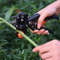 Best Professional Tree Grafting Tool Kit  Complete Plant Grafting Supplies