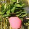 Self Watering Hanging Basket Pink