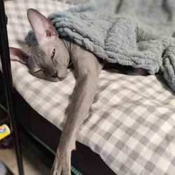 Cat blanket grey