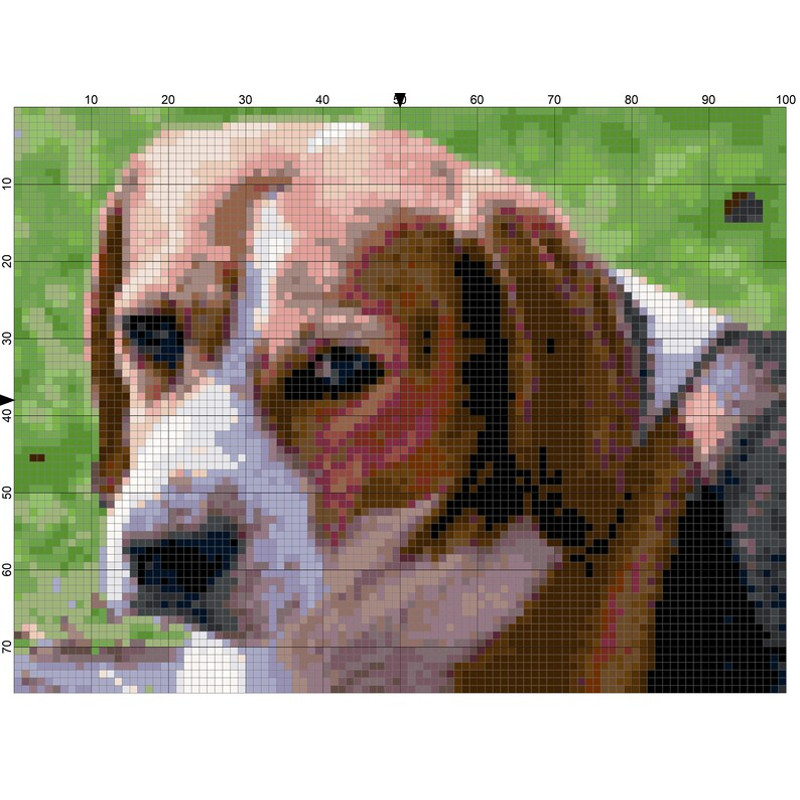 Beagle.jpg