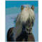Cross stitch iceland horse.png