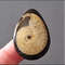 Rare High Quality Ammonite Fragment Designer Cabochon 38x28x7 Mm Cabochon For Jewelry 0