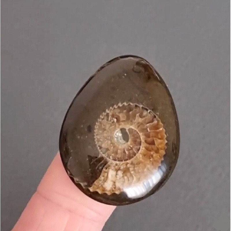 Rare High Quality Ammonite Fragment With Pyrite Designer Cabochon 33 X 26 X 6 Mm Cabochon For Jewel 0