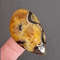 Rare High Quality Simbirciteammonite With Silver Pyrite Natural Stone Cabochon 45 X 27 X 6 Mm  Cabo 1