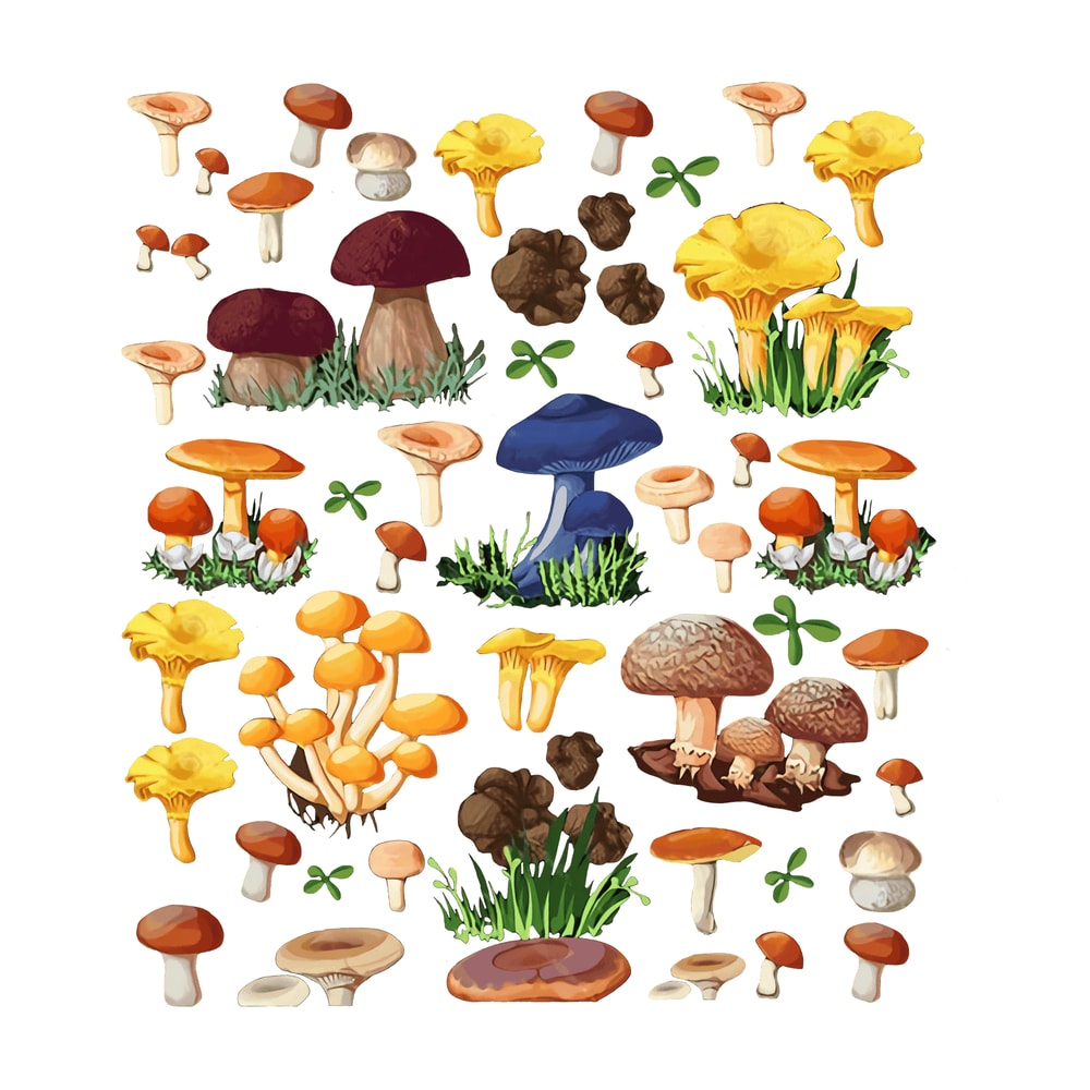tb080522010-mushroom-shirt-mycology-fungi-foraging-mushroom-whisperer-svg-png.png
