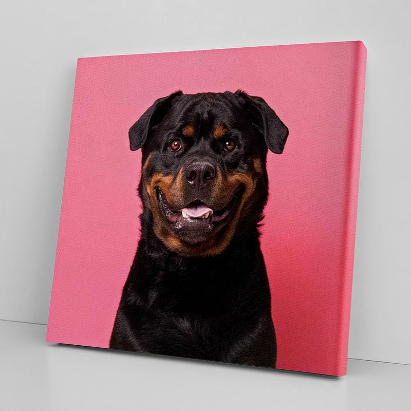 Dog Square Canvas - Bo The Rescue Dog, Smiling - Canvas Print - Dog Wall Art Canvas - Dog Canvas Print - Furlidays.jpg