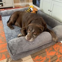 extra large orthopedic dog bed with removable washable cover, soft sponge foam pet mattress for big dogs
