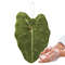 Leaf Print Hand Towels Highly Absorbent Hanging Towel For Kitchen And Bathroom Plant Pattern Cleani 1