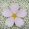 Sakura Magnetic Bag Kitchen Storage Clips Decorative Moisture Proof Food Sealing Clip 2