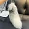 LuxeFluff Faux Fur Fox Tail Keychain Charm For Bags Keys 6
