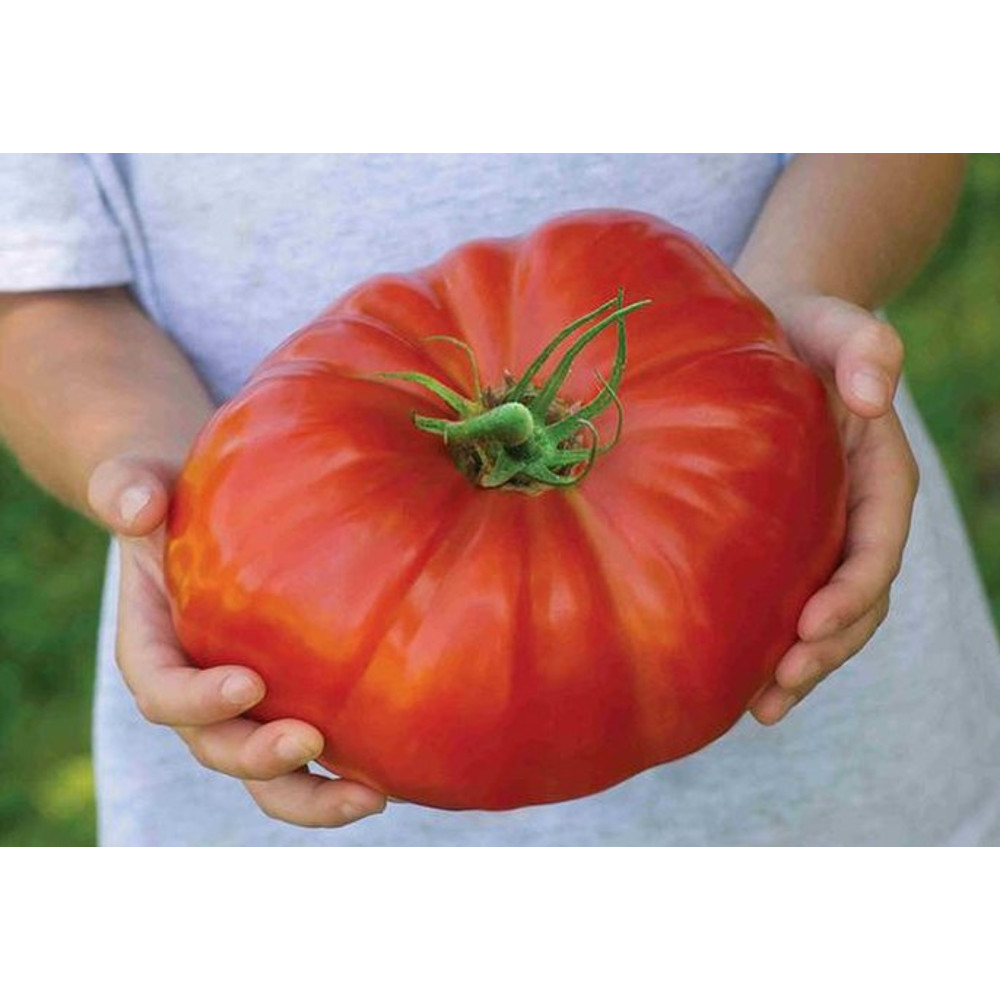 001.ca-chua-1 (Копировать).jpg