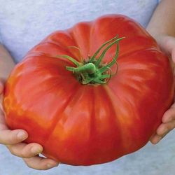 tomato king of giant, 150 tomato seeds, ukrainian organic seeds, sw440
