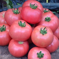 tomato seeds, 200 seeds tomato mikado pink, ukrainian organic seeds, sw227