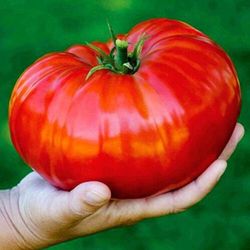 tomato seeds, 200 seeds tomato bogatyr, ukrainian organic seeds, sw439