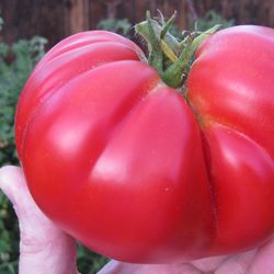 tomato seeds, 200 seeds tomato bear's paw, ukrainian organic seeds, sw609