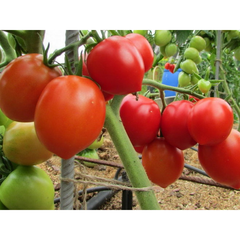 001.Томат Чио-Чио-Сан.jpg