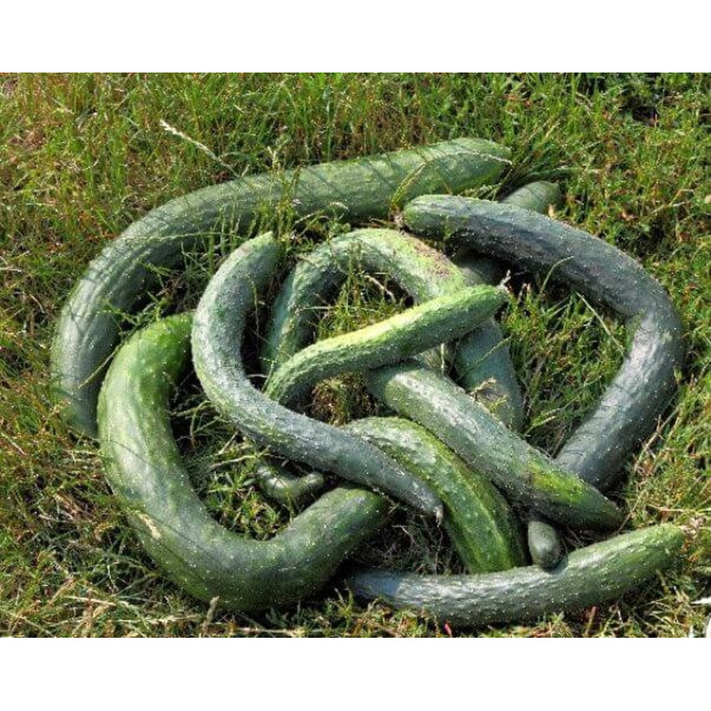 001.Огурец Китайский змей.jpg