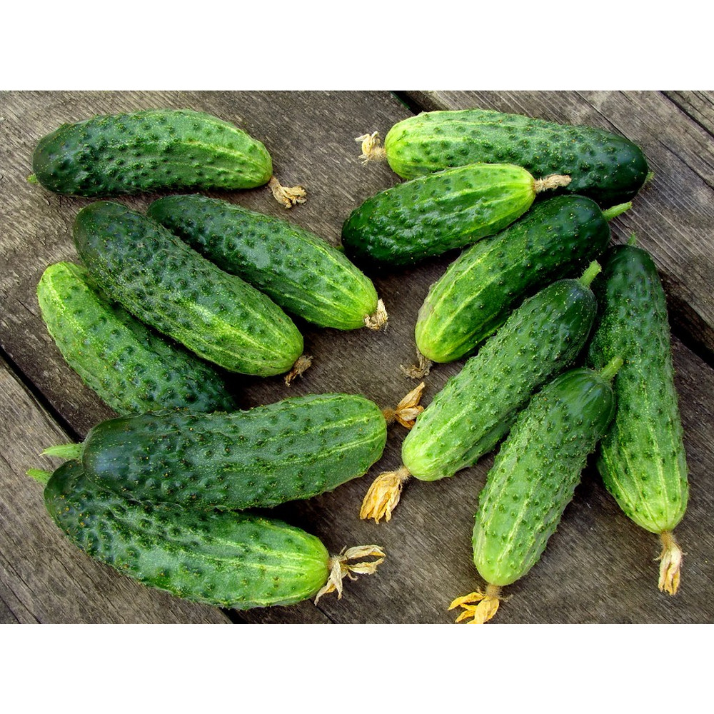 001.Огурец Парижский Корнишон.jpg