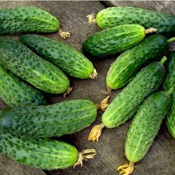cucumber seeds, 150 seeds cucumber parisian cornichon, ukrainian organic seeds, sw959