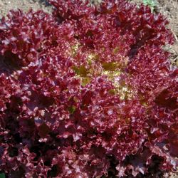salad seeds, 2500 seeds salad season of miracles, ukrainian organic seeds sw901