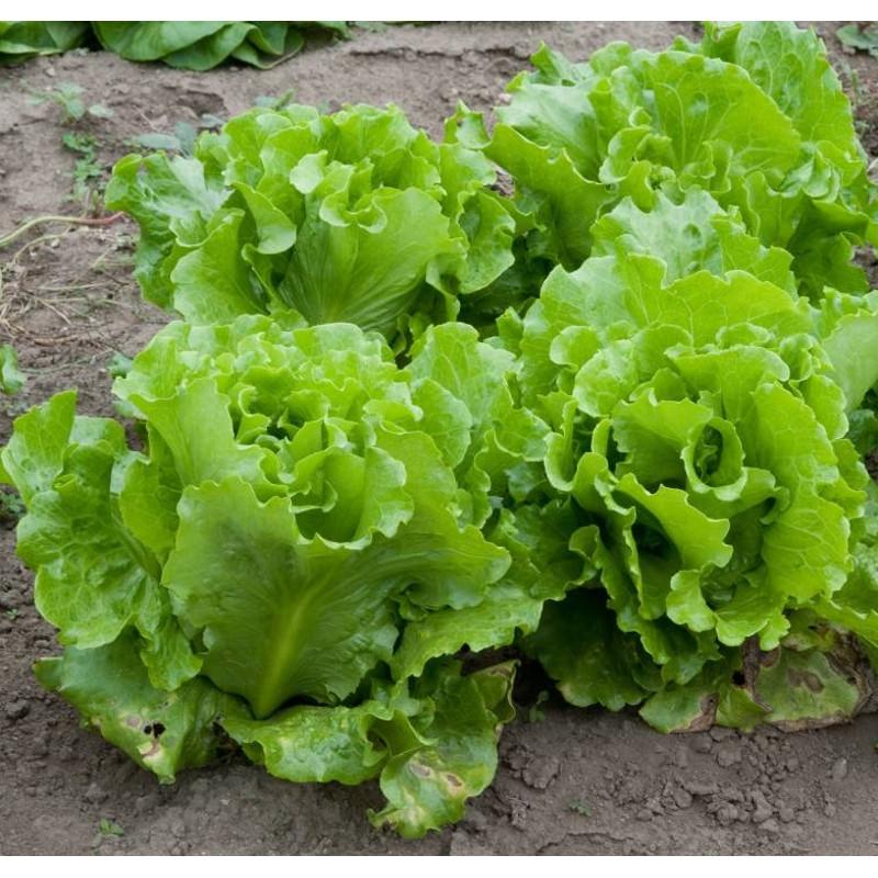 001.Салат Сказка-2.jpg