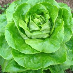 salad seeds, 2500 seeds salad lettuce vitamin, ukrainian organic seeds sw922