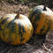 001.winter-squash-kakai-2.jpg