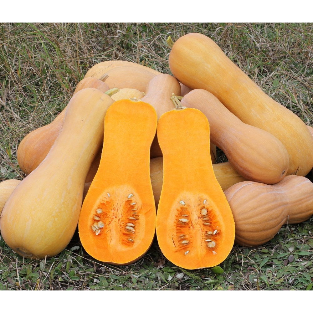 001.Cucurbita_moschata_.jpg