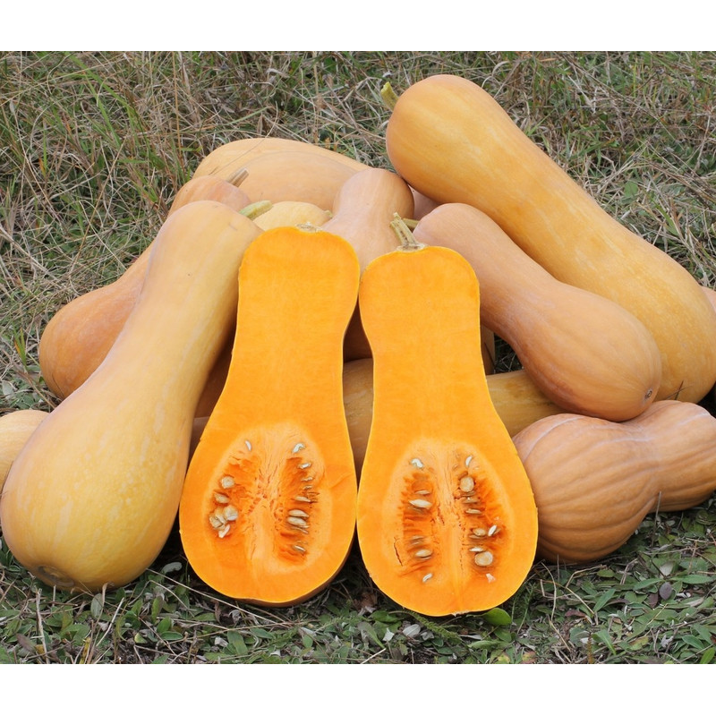001.Cucurbita_moschata_.jpg