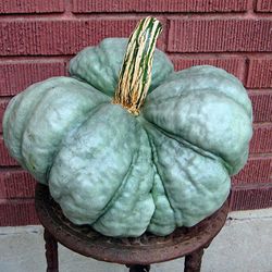 pumpkin seeds,, 50 pumpkin triumble, ukrainian organic seeds sw883