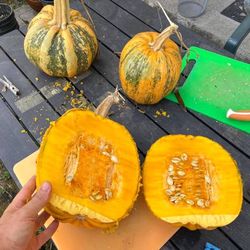 pumpkin seeds,, 75 pumpkin tonda padana, ukrainian organic seeds sw904